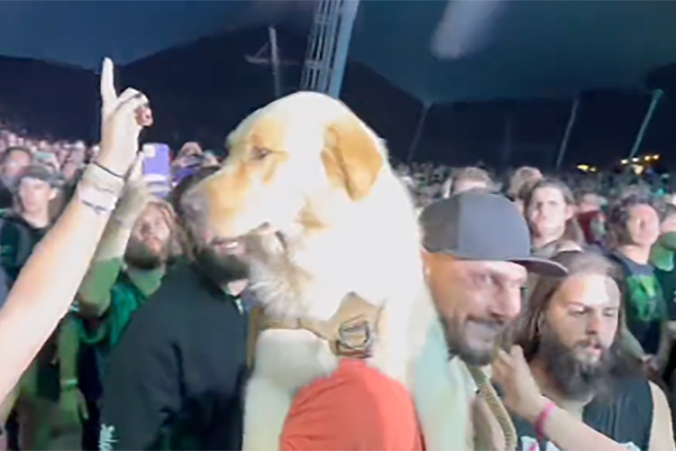 Un fan del metal lleva a su perro a la primera fila de un concierto